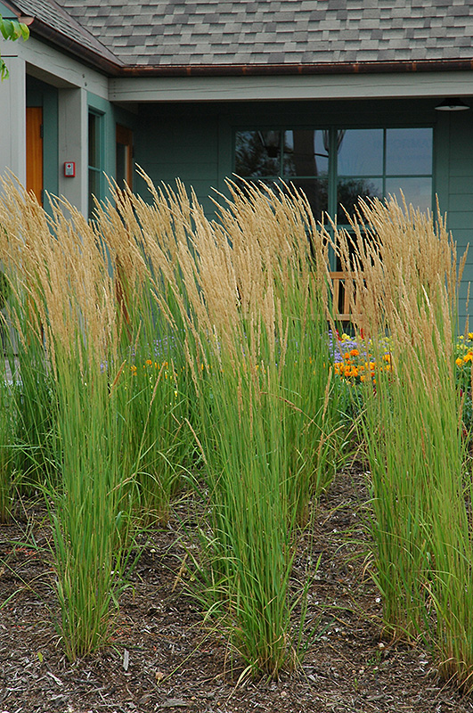 Karl Foerster Reed Grass (Calamagrostis x acutiflora 'Karl Foerster') at Plumline Nursery