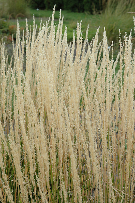 Karl Foerster Reed Grass (Calamagrostis x acutiflora 'Karl Foerster') at Plumline Nursery