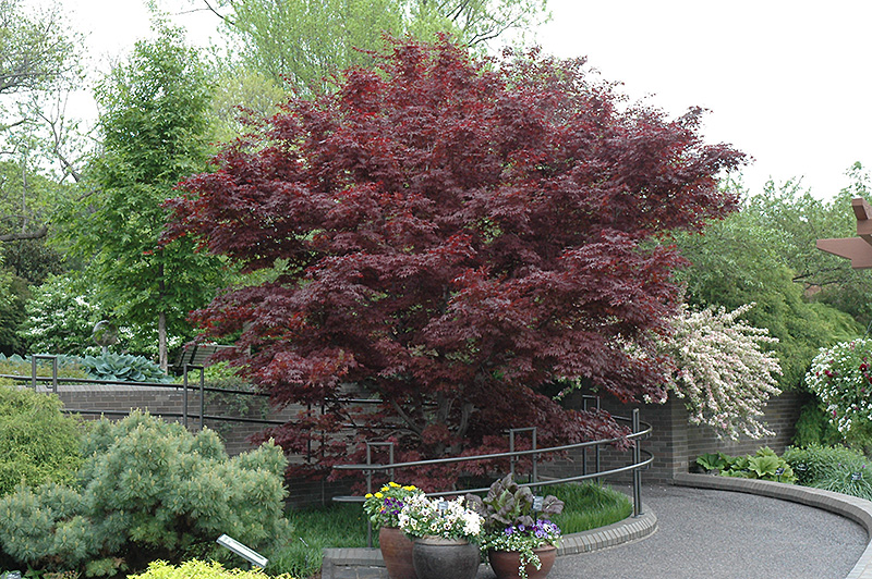 Bloodgood Japanese Maple (Acer palmatum 'Bloodgood') at Plumline Nursery