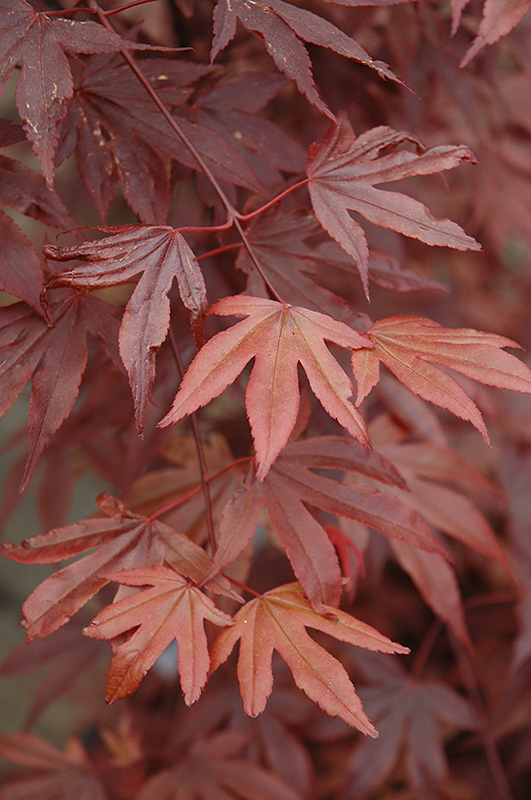 Fireglow Japanese Maple (Acer palmatum 'Fireglow') at Plumline Nursery