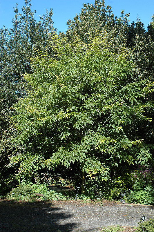 Snakebark Maple (Acer davidii) at Plumline Nursery