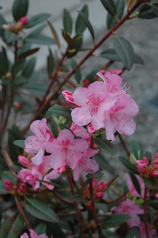 Aglo Rhododendron (Rhododendron 'Aglo') at Plumline Nursery