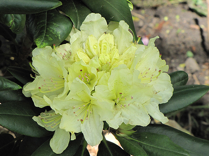Capistrano Rhododendron (Rhododendron 'Capistrano') at Plumline Nursery