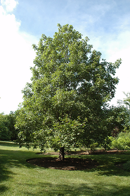 Hedge Maple (Acer campestre) at Plumline Nursery