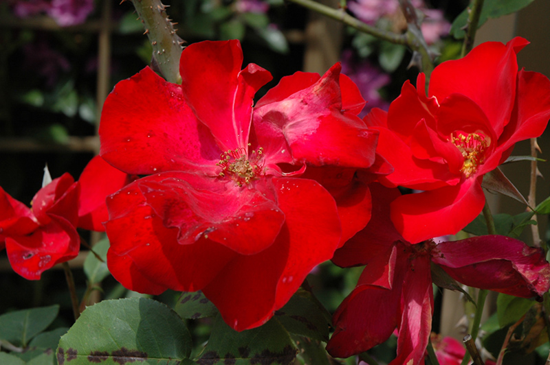 Altissimo Rose (Rosa 'Altissimo') at Plumline Nursery