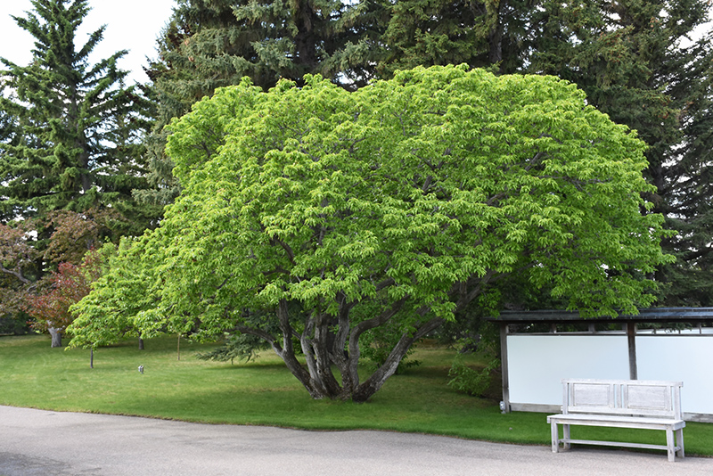 Amur Maple (Acer ginnala) at Plumline Nursery