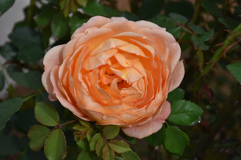Lady Of Shalott Rose (Rosa 'Ausnyson') at Plumline Nursery