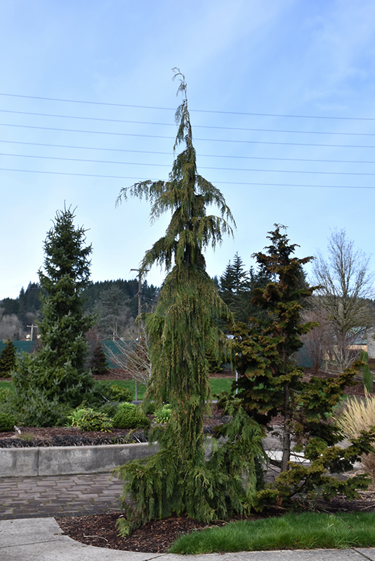Weeping Nootka Cypress (Chamaecyparis nootkatensis 'Pendula') at Plumline Nursery