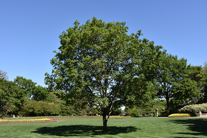 Trident Maple (Acer buergerianum) at Plumline Nursery