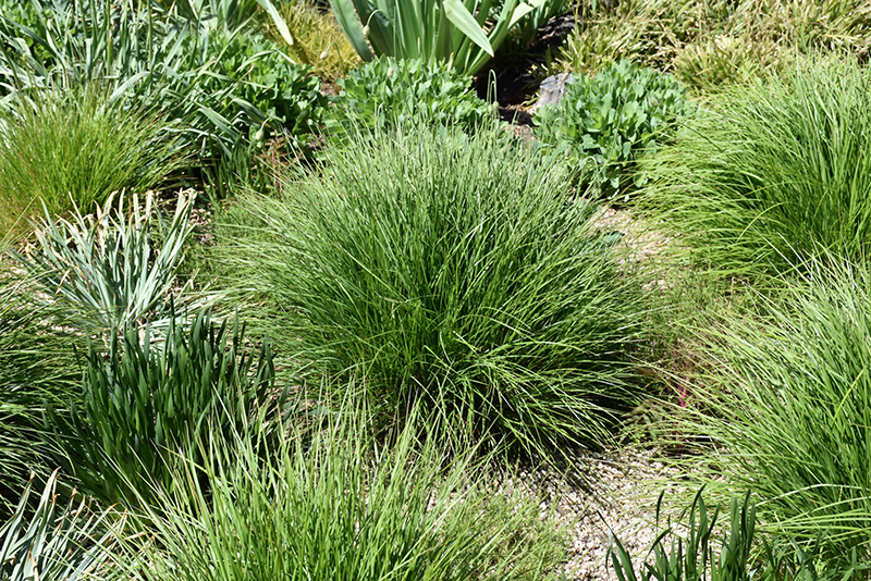 Autumn Moor Grass (Sesleria autumnalis) at Plumline Nursery