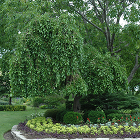 Mulberry tree discount in pennsylvania