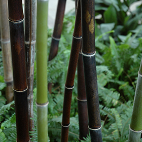 Phyllostachys nigra (black bamboo) – Tripple Brook Farm